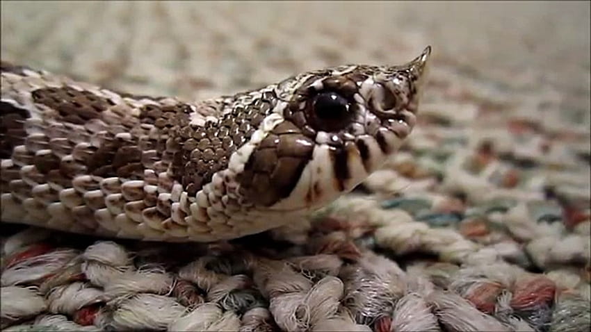 Hognose Tattoo  Etsy