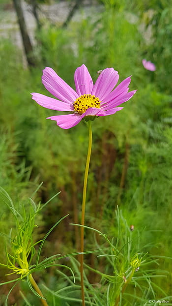 beautiful pink flower wallpaper