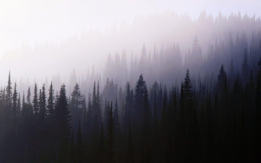 Фонове с мъглива гора Tumblr, тропическа гора tumblr HD тапет