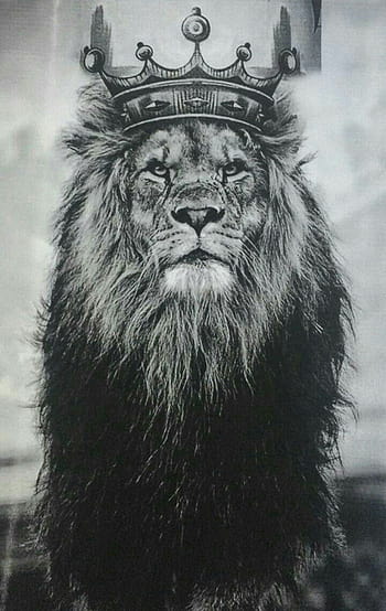 Lion king tattoo HD wallpapers | Pxfuel