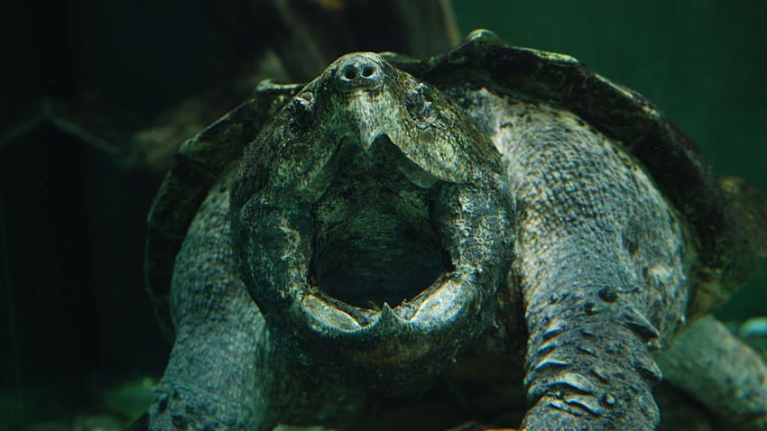 Long, snapping turtle HD wallpaper
