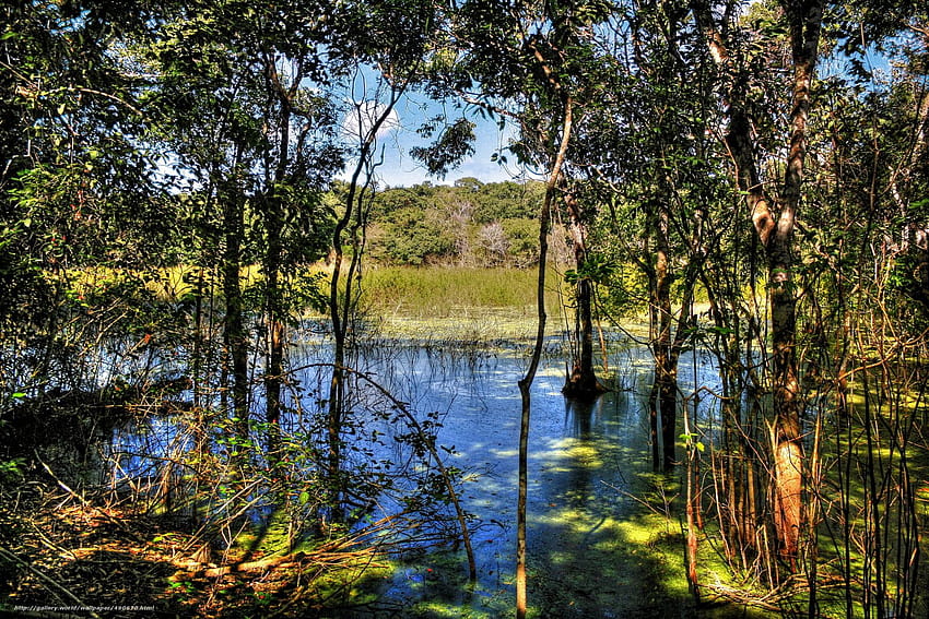 Baixar lagoa pantanal, rvores, ramo Papis de parede grtis na resoluo 2304x1536 Fond d'écran HD