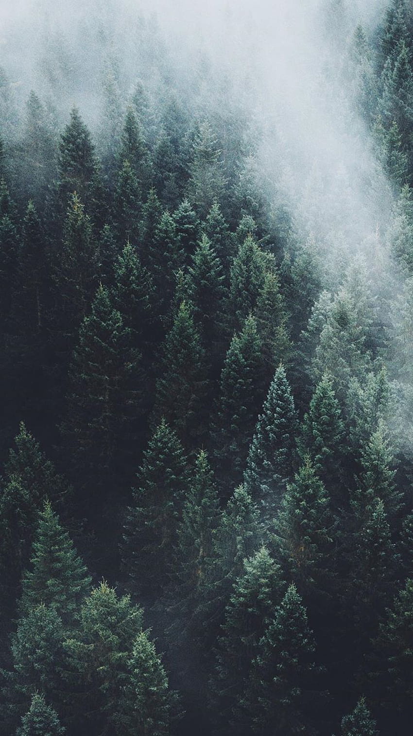 Forest Aesthetic posted by John Johnson, aesthetic foggy forest HD phone wallpaper