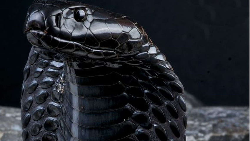 ¿Puedes reconocer estas serpientes mortales que podrían estar en tu mamba negra y cobra real? fondo de pantalla