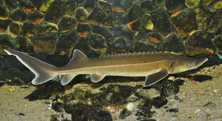 Russian sturgeon in the rocks and . Cute Russian sturgeon in the rocks