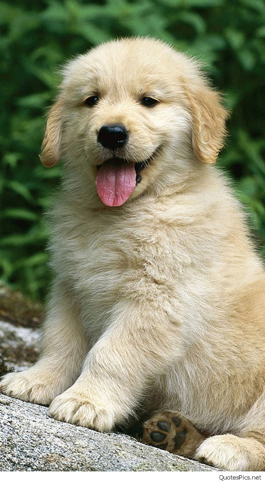Mały Golden Retriever Dog Iphone 6 ... wskazówka, psy golden retriever Tapeta na telefon HD