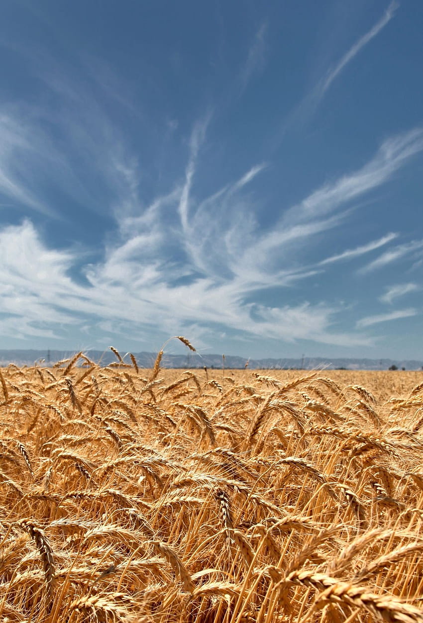 小麦 / およびモバイル背景、麦畑モバイル HD電話の壁紙
