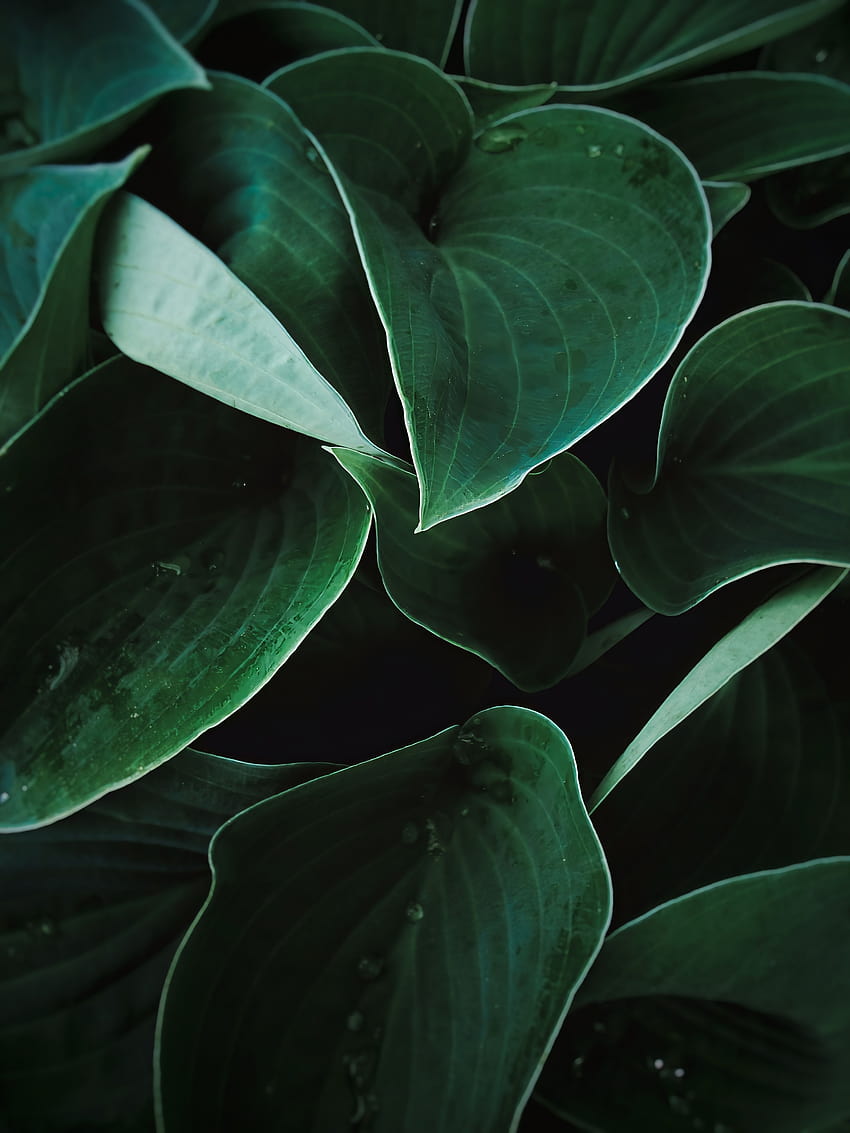 Closeup Nature View Of Green Leaf Texture Dark Wallpaper Concept Stock  Photo  Download Image Now  iStock