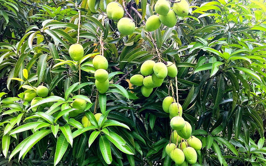 Drzewo mango wysokiej jakości, pełne drzewo mango alfanso Tapeta HD