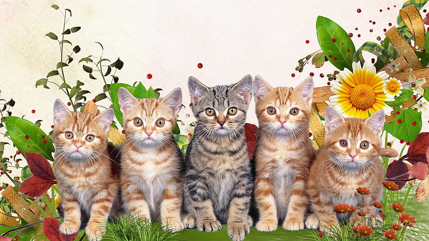 Cats: Spring Kitty Faces Flowers Lawn Grass Cat Summer Fleur Sweet, spring cats 1920x1080 HD wallpaper