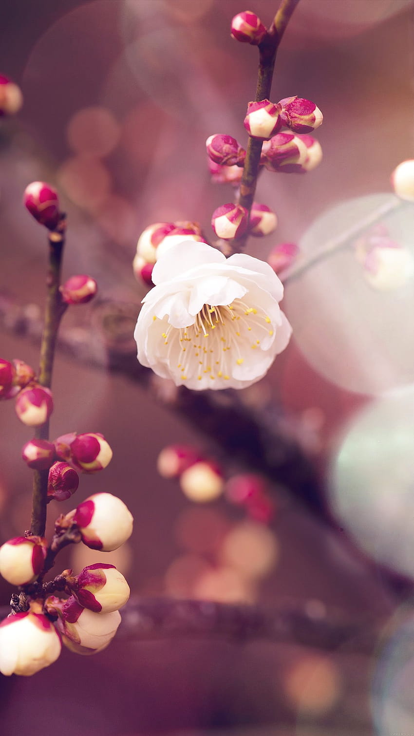 Apricot Flower Bud Flare Spring Nature Twigs Tree Android, spring iphone 8 plus HD phone wallpaper