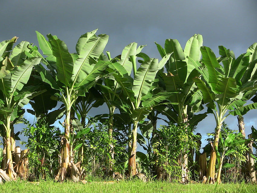 Bananenbaum HD-Hintergrundbild