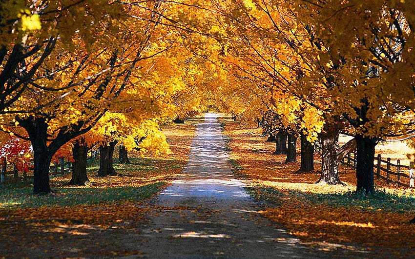 Pathway I see my path, but I don't know where it leads. Not knowing where I'm going is what inspires me to…, autumn dual monitor HD wallpaper