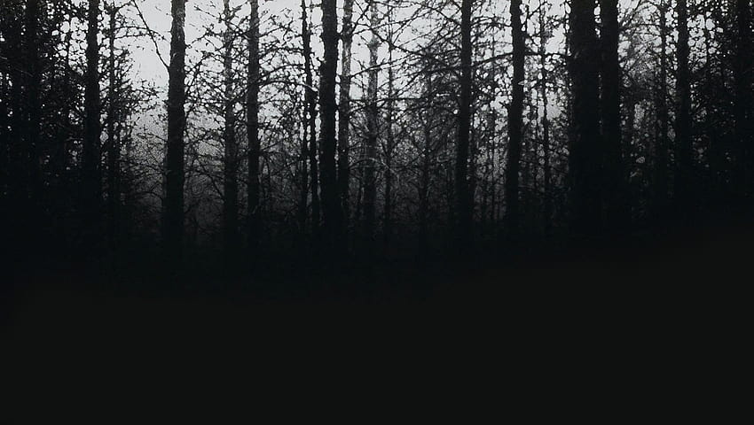 The Blair Witch Project HD wallpaper
