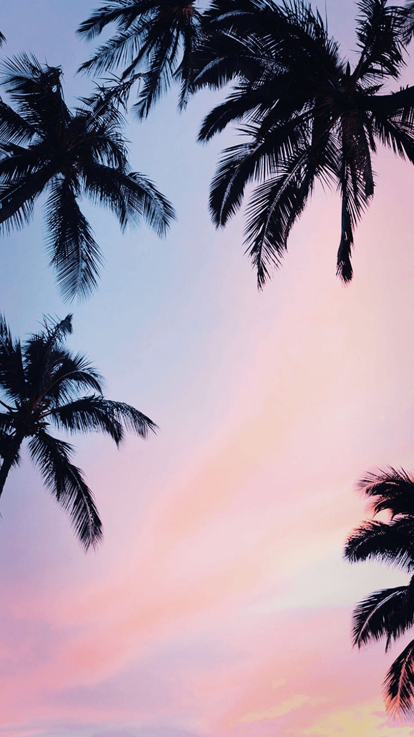 Aesthetic  Palm Trees Wallpaper Download  MobCup