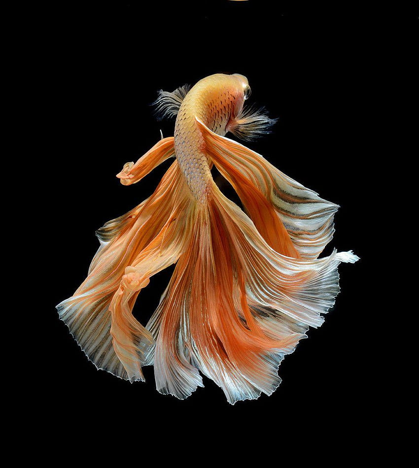 5 plus beaux poissons Betta du monde [Les amoureux des animaux devraient savoir, pot de poisson Fond d'écran de téléphone HD