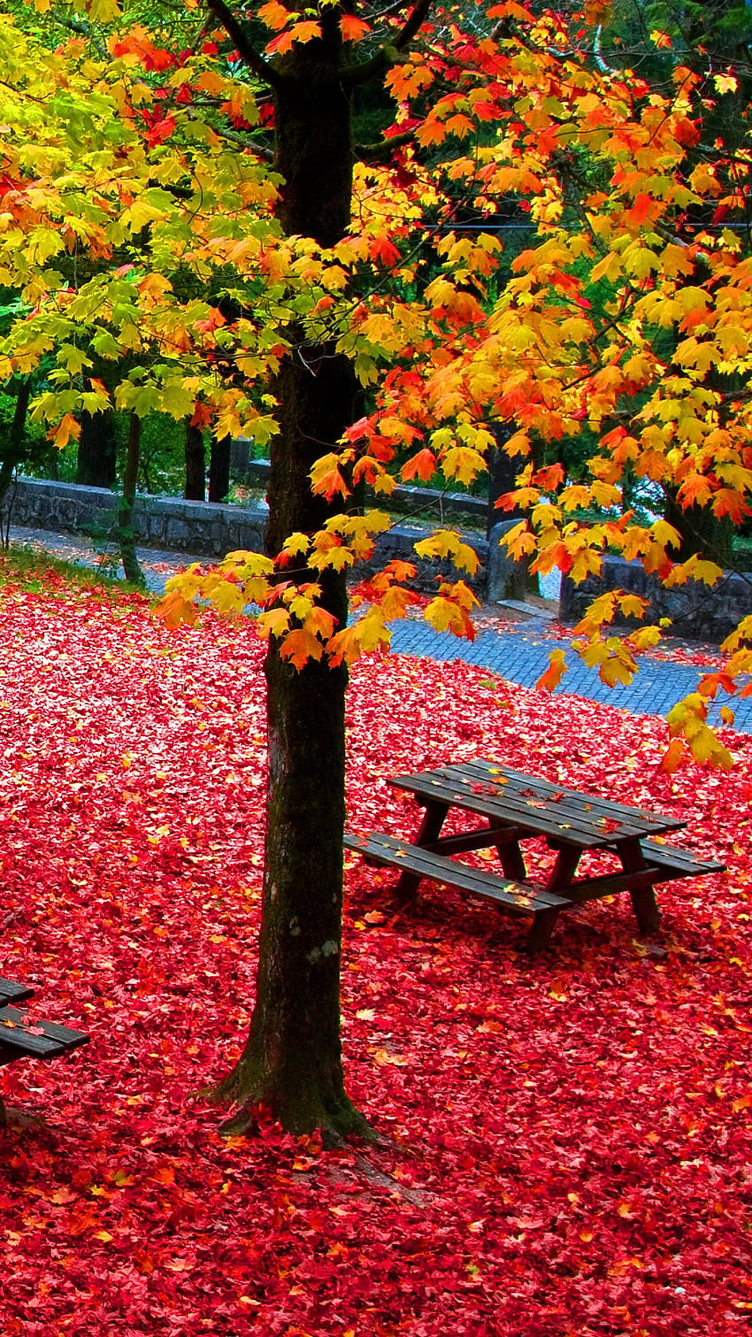 Autumn Foliage Beautiful Colorful Park With Wooden Benches Nature, colourful nature HD phone wallpaper