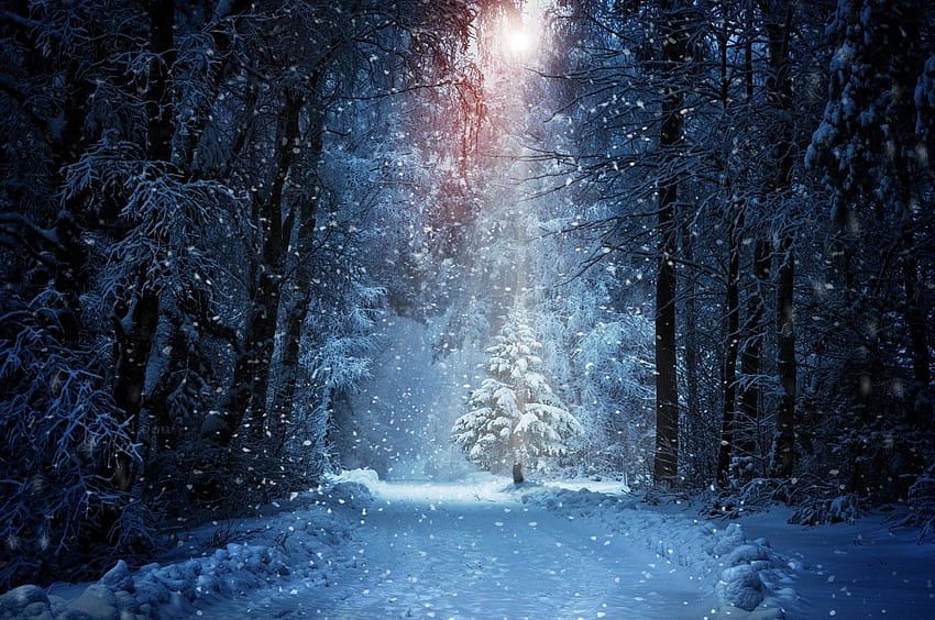 2560x1700 Nieve, bosque, árboles, invierno para Chromebook Pixel, pixel winter fondo de pantalla