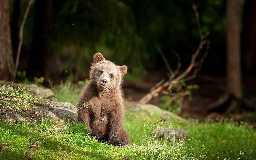 Brown bear cub, grass, wildlife 1920x1200 , bear brown grass HD wallpaper