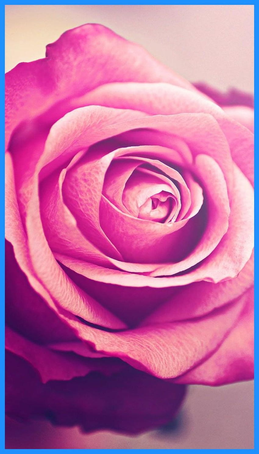 Rose Gold Flower 66, iphone popular HD phone wallpaper | Pxfuel