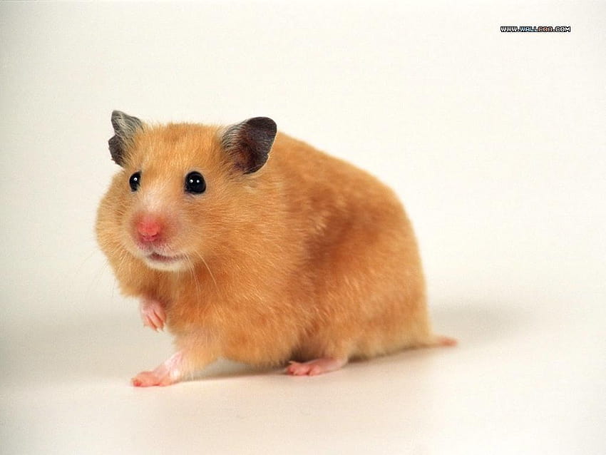 My Corner: Funny Hamster, golden hamster HD wallpaper | Pxfuel