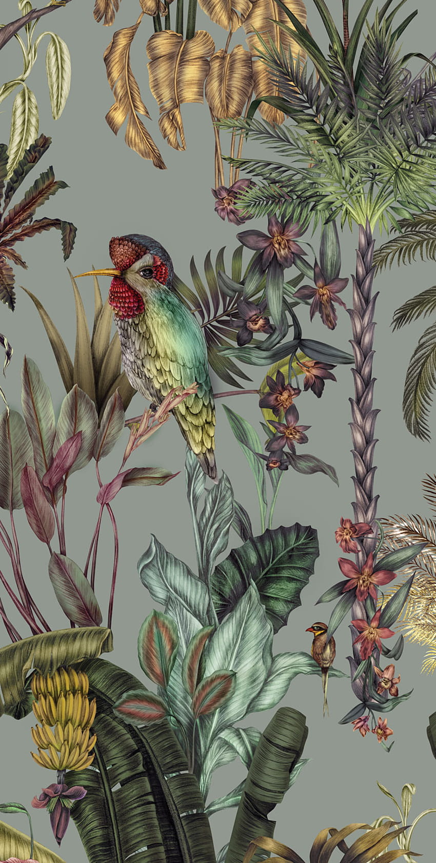 Grauer und grüner exotischer tropischer Vogel, exotische Vögel HD-Handy-Hintergrundbild