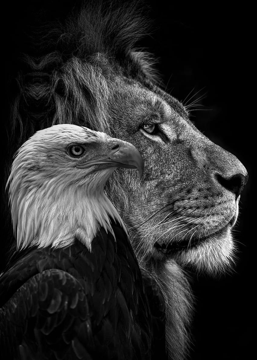 black lion and eagle faces' Poster by MK studio, eagle black phone HD phone wallpaper