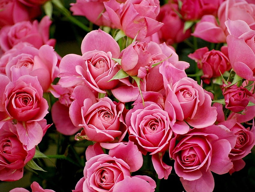 Pink Rose Flowers One [1024x768] na telefon komórkowy i tablet, czerwone i różowe róże Tapeta HD