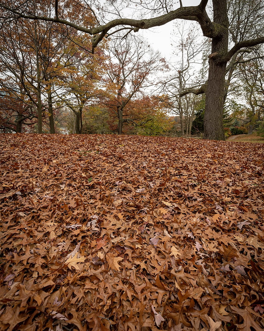 Tagsüber getrocknete Blätter auf dem Boden – Natur, trockene Blätter HD-Handy-Hintergrundbild