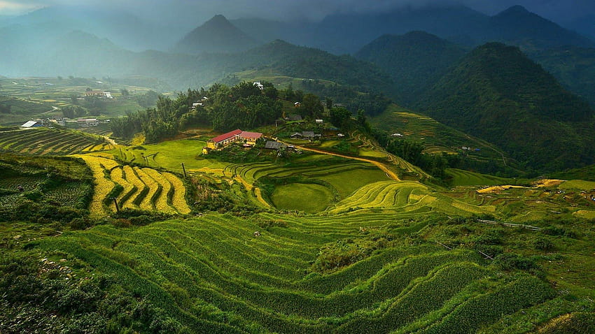 ベトナムの田んぼ：、田んぼの眺め 高画質の壁紙