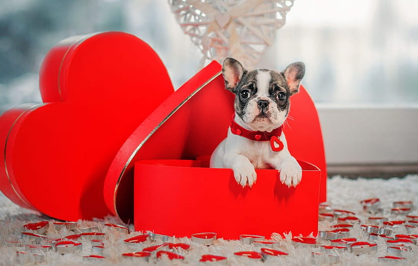 Dog Valentine Day, valentines day puppy computer HD wallpaper