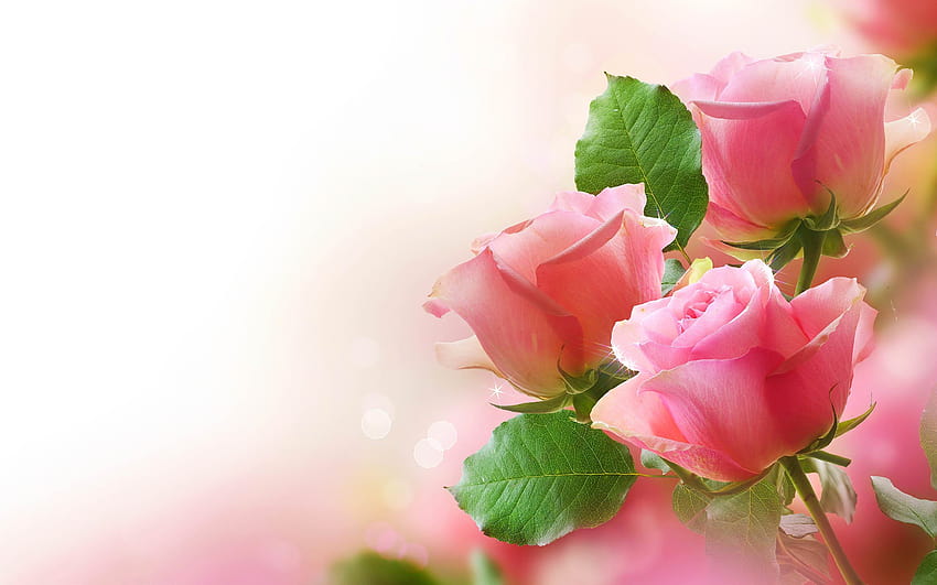 Romantic Pink Rose Flowers High Defi, of rose flowers HD wallpaper