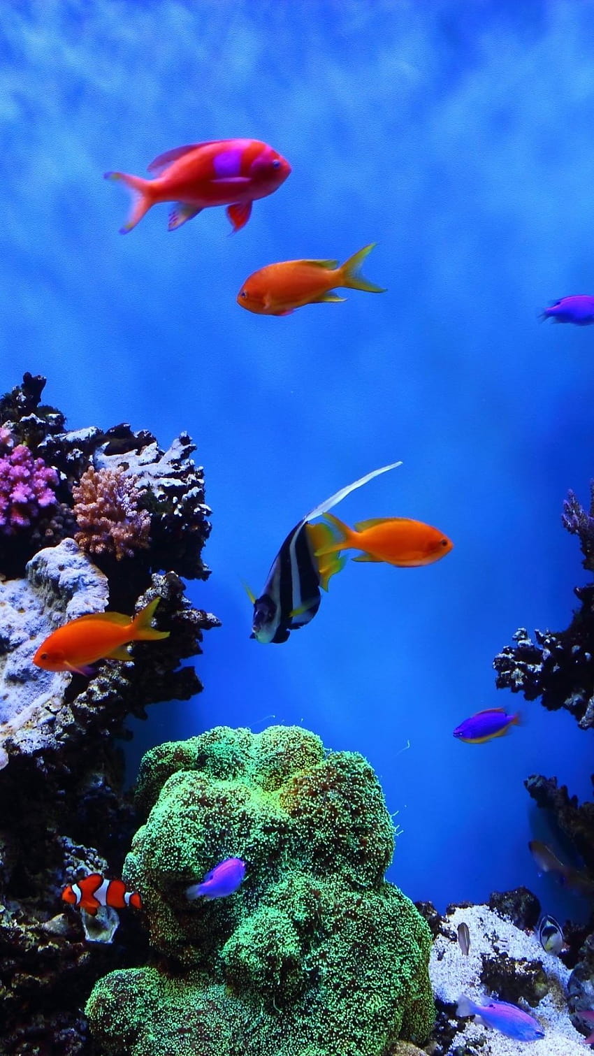 Share more than 152 aquarium wallpaper for mobile - songngunhatanh.edu.vn