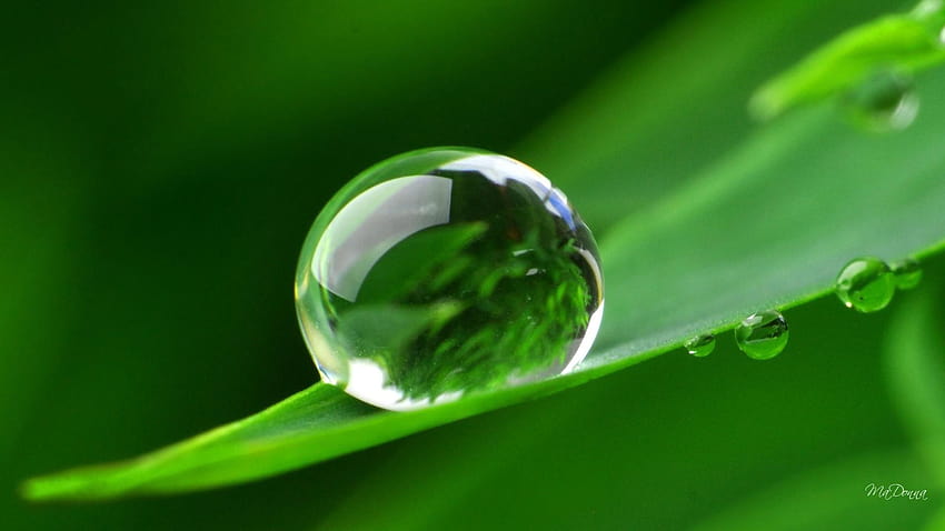 In the morning, a dew falls off pure and clean, morning dew on leaves HD wallpaper