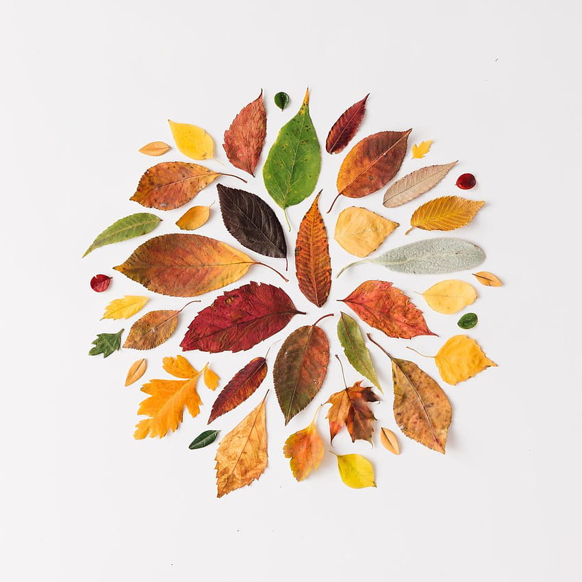 Autumn leaves from green to red arranged in a circle on light backgrounds, autumn circle HD phone wallpaper