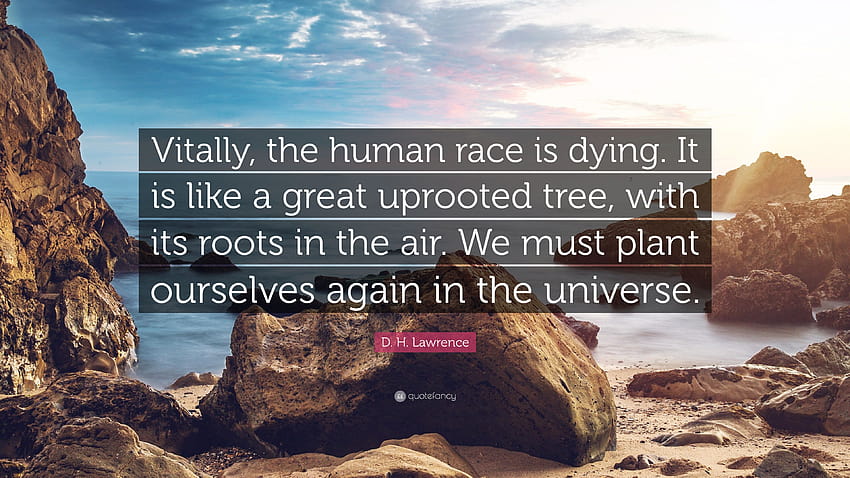 D. H. Lawrence Quote: “Vitally, the human race is dying. It is, dying tree HD wallpaper