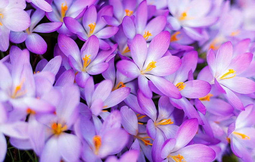 macro, spring, petals, crocuses, a lot, saffron HD wallpaper