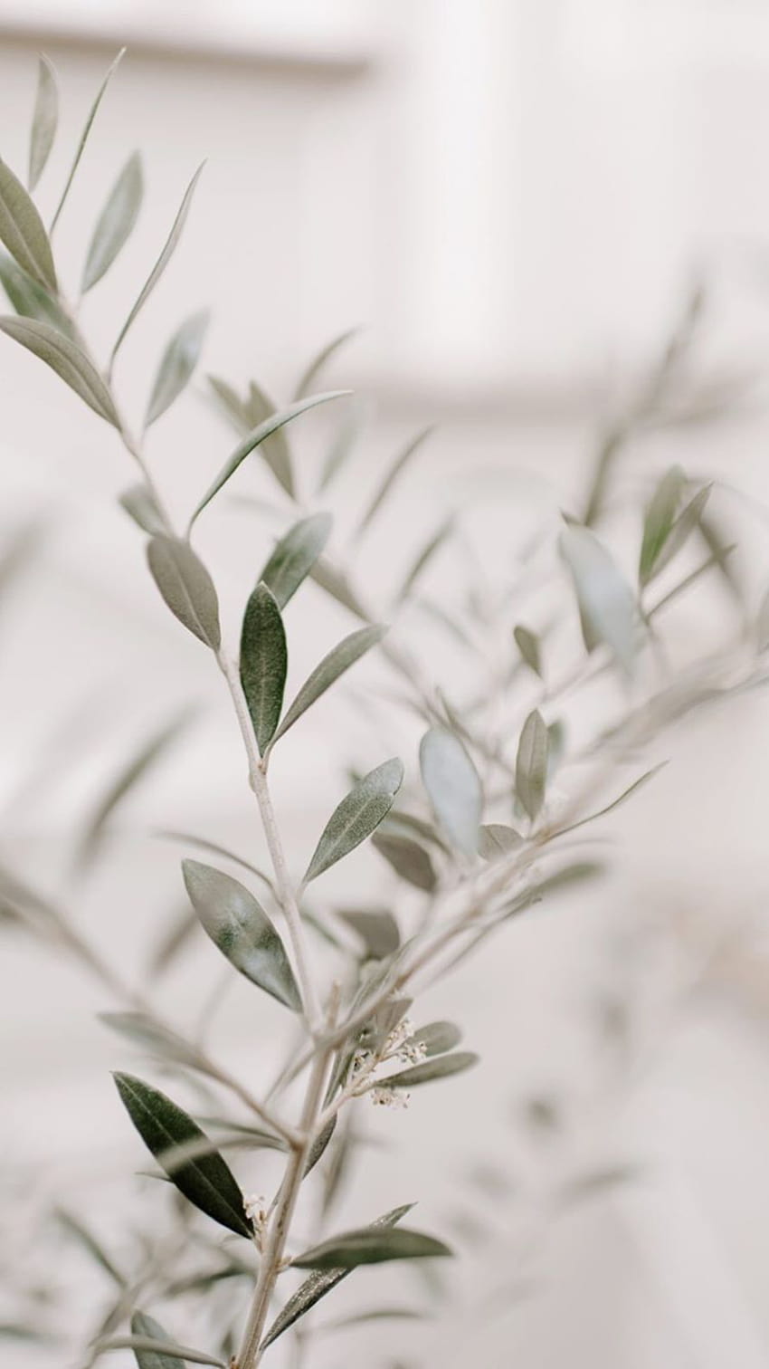 Olive Branch. , phone , stock , wedding, olive tree HD phone wallpaper