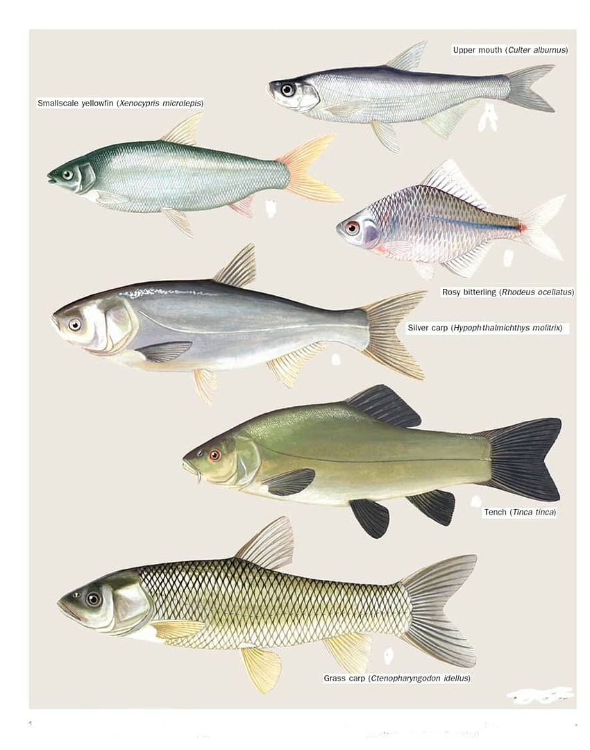 Viktors Ivanovs on peces comparativos, culter fish HD phone wallpaper