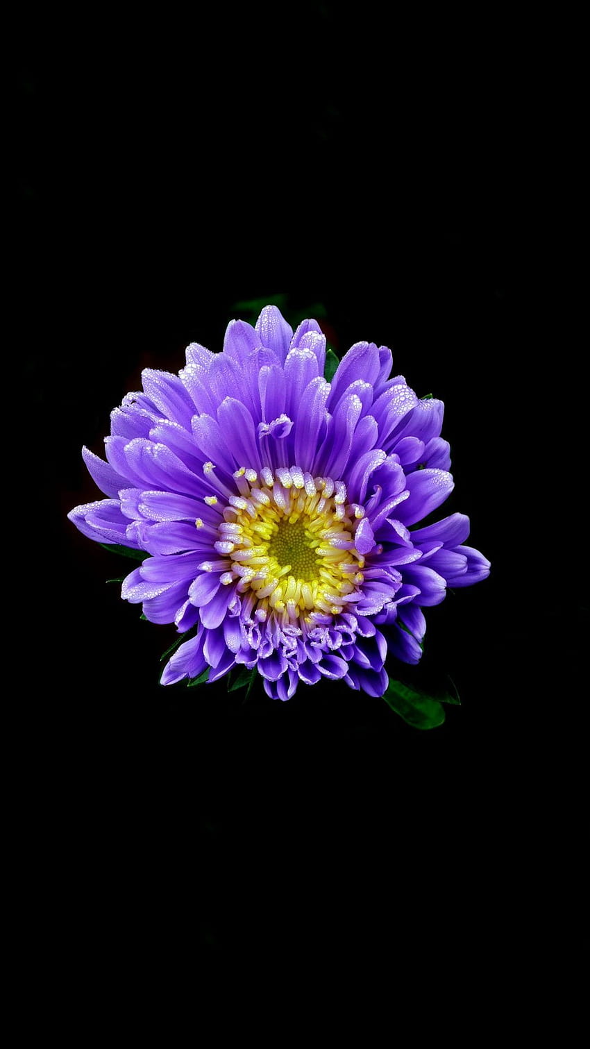 Fiore di aster, blu, ritratto, 1080x1920 Sfondo del telefono HD