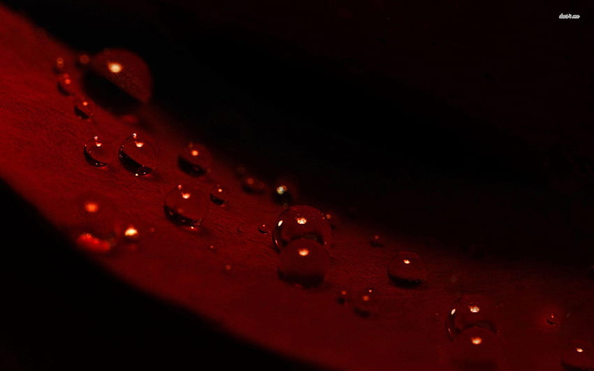Wine Red, dark wine HD wallpaper