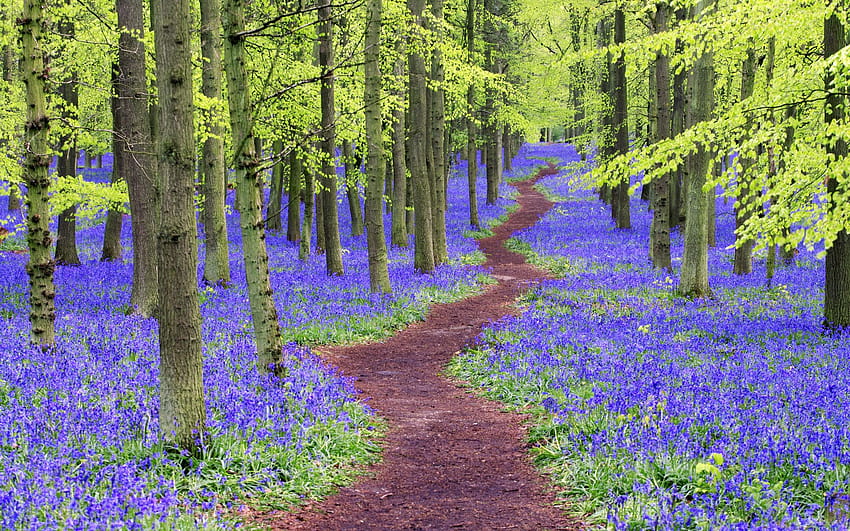 Sentiero che si snoda attraverso il bosco di campanule, Hertfordshire, Inghilterra, Regno Unito – LOW KEY, boschi di campanule Sfondo HD