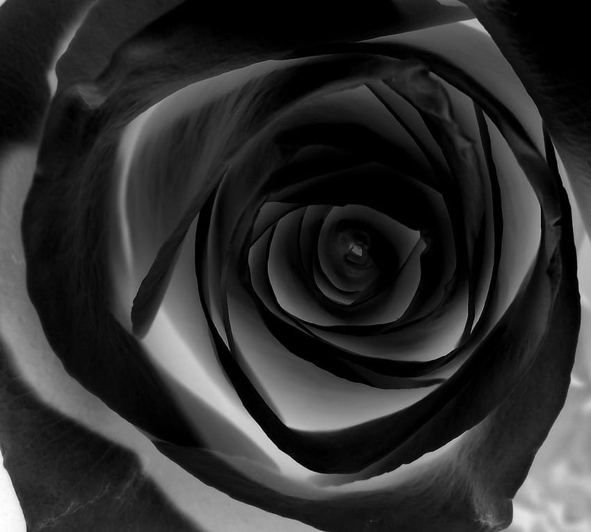 Rosa negra Tumblr Para Paredes para Móvil, tumblr rosa blanca y negra fondo  de pantalla | Pxfuel