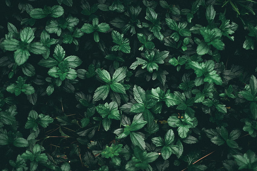 Green Leaf Plant · Stock, green plant HD wallpaper
