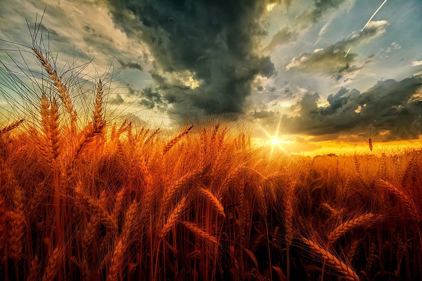 Pôr do sol e nuvens escuras sobre o campo de trigo, campos de trigo solar papel de parede HD