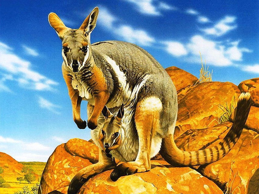 Kangaroo Pics HD wallpaper