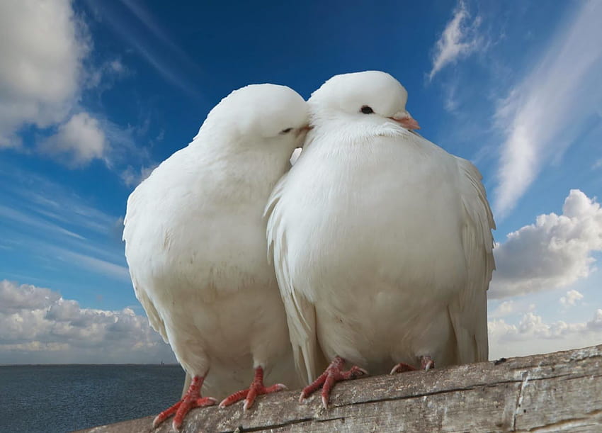 Красиви и опасни животни/птици: 10 най-много животински птици HD тапет