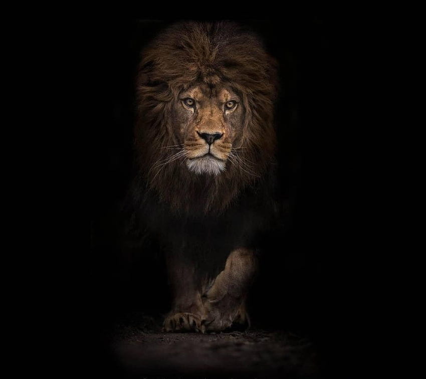 Page 45 | lion is king HD wallpapers | Pxfuel