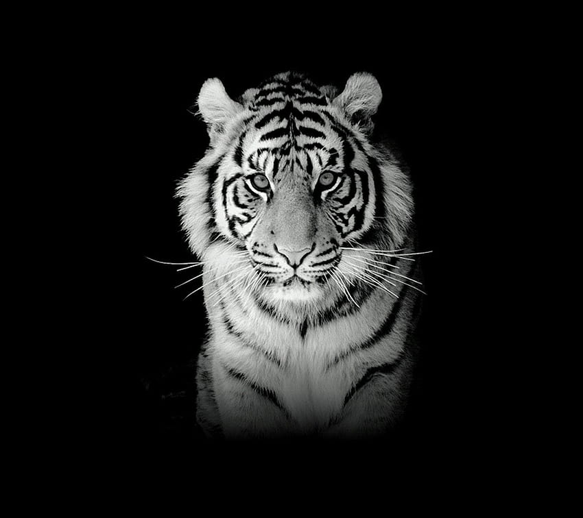 Harimau Putih Tapeta HD