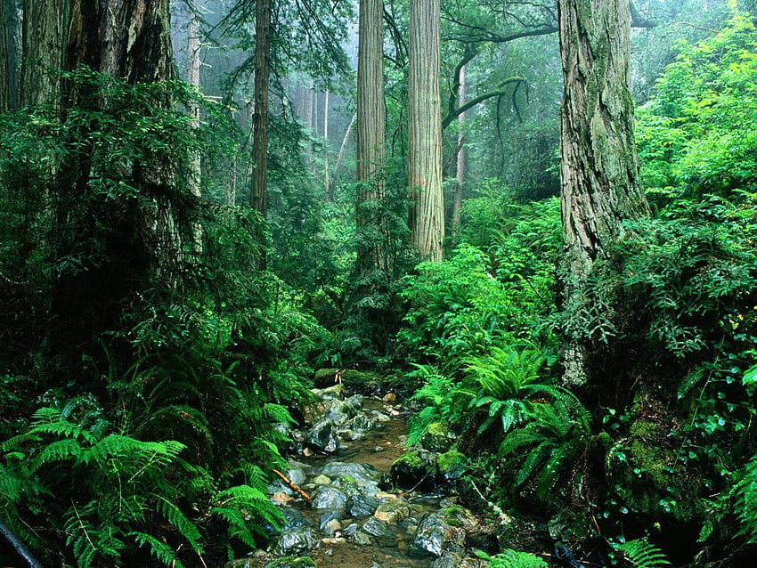 Amazon Rainforest Nouveau Fond d'écran HD